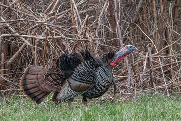 Eastern Wild Turkeys