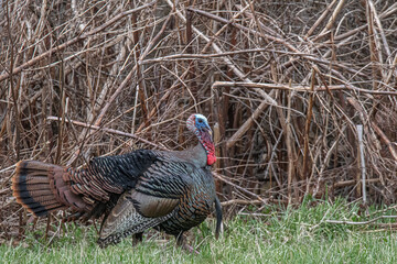 Eastern Wild Turkeys