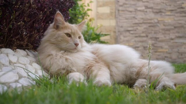 Maine Coon Relaxing in the Garden.