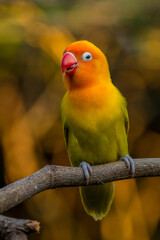 A lovebird (Agapornis) is a type of parrot. There are nine species. They are a social and affectionate small parrot.