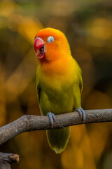 A lovebird (Agapornis) is a type of parrot. There are nine species. They are a social and affectionate small parrot.