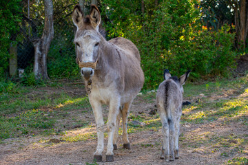 gray mother and baby donkey on the floral meadow in corfu island,Greece