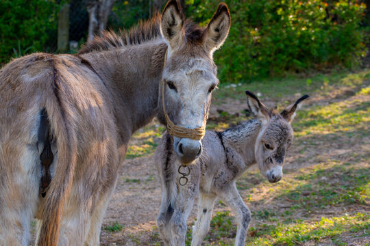 Donkey (Equus africanus asinus) mum and her little baby walking on grass
