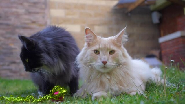 Two Maine Coons Cats Enjoying Garden Bliss