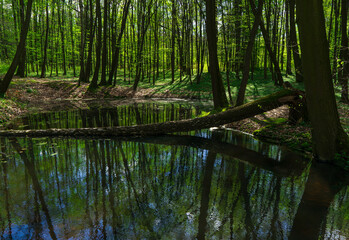 Obraz premium A young beech forest and a small pond
