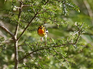 Blackburnian Warbler