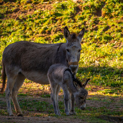 A young cute donkey foal stands along side its mum in a paddock.