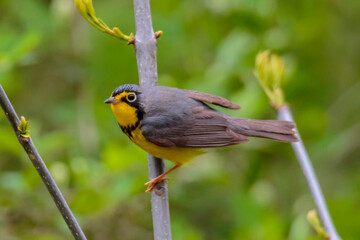 CANADA WARBLER