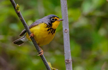 CANADA WARBLER