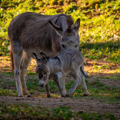 Grey cute baby donkey and mother in corfu Greece