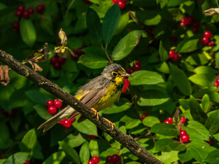 CANADA WARBLER