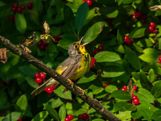CANADA WARBLER
