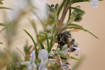 Bombus durmiendo en flor de romero aparentemente con el pelo mojado, Alcoy, España