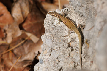 Lagartija ibérica hispánica, Podarcis hispanicus, sobre roca en el barranco de la Encantada, Beniarres, España