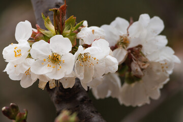 Flores blancas de cerezo en campo agricola ecológico de Alcoy, España