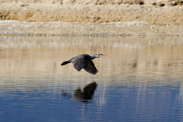 Cormoran grande (Phalacrocorax carbo) volando sobre el agua del pantano de Beniarres, España