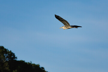 Obraz premium Garza real (Ardea cinerea) con fondo de cielo azul sobrevolando el pantano de Beniarres, España