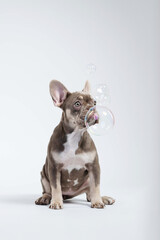 French bulldog with soap bubbles on white background
