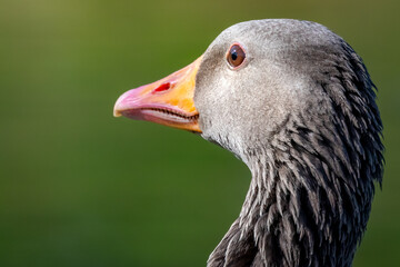 close up of a goose