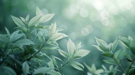 Vintage Botanical Illustrations with Minimalist Green Bokeh Effect.