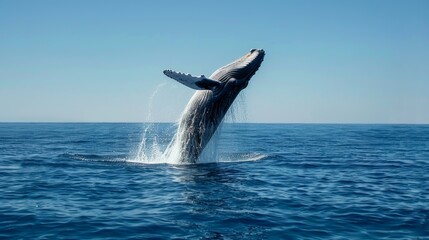 Fototapeta premium Photo of a whale jumping out of the water in the middle of the ocean in an iceberg zone. The background image gives a feeling of grandeur.