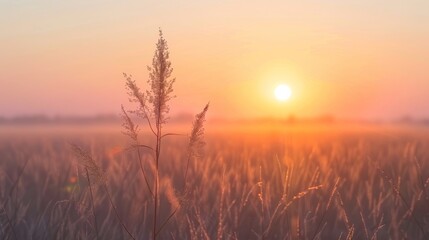 Naklejka premium Pastel Sunrise Over Minimalistic Savannah: Abstract Warmth.
