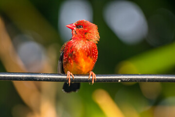 The red avadavat, red munia or strawberry finch, is a sparrow-sized bird of the family Estrildidae. It is found in the open fields and grasslands of tropical Asia and is popular as a cage bird due to 