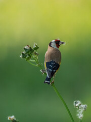 European goldfinch