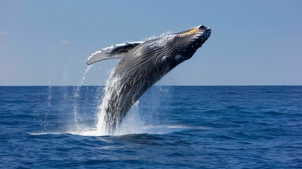 Fototapeta premium Photo of a whale jumping out of the water in the middle of the ocean in an iceberg zone. The background image gives a feeling of grandeur.