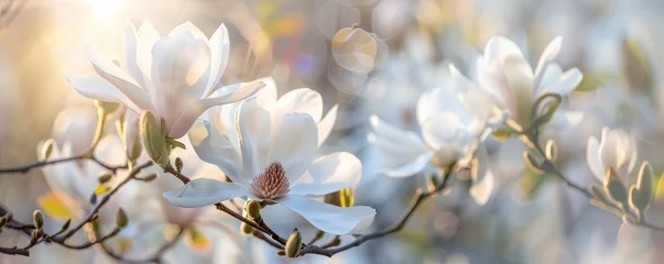 Fototapeten Spring's Whisper: An Intimate Look at the White Blossoms of a Star Magnolia in Full Bloom © aicandy