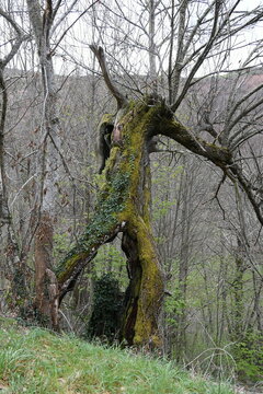 Arbol abierto en arco, Los Ancares