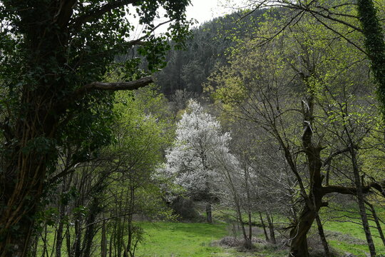 Prados y bosques de los Ancares en primavera
