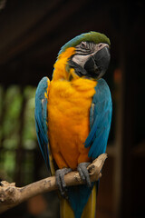 Yellow-blue parrot sits on a branch