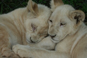 two young white lions cuddle together with each other in an enclosure