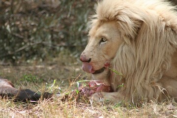 a large white lion laying down next to a dead animal