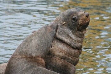 Fototapeta premium the seal is sitting on the rock in the water,