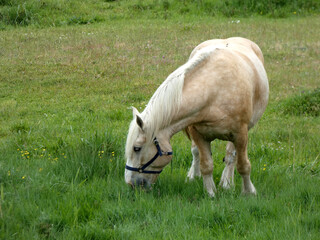Grazing horse on the island of Hiddensee (Germany)