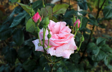 Flowers in a city park on the shores of the Mediterranean Sea.