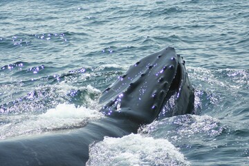 a large whale swimming in a body of water and blowing water