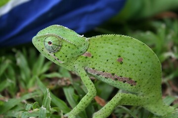 a green chamelon on the grass near some blue and white umbrella