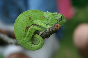 a chamelon lizard sitting on a branch with a persons hands