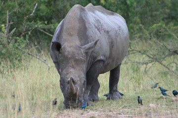 a rhino and several blue birds standing on the side of a road