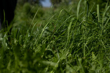 Close-up of tall lush grass on a clear summer day in the sun. Crooked tall grass on the lawn against the background of a clear blue sky. Grass, summer concept.