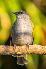 The grey-bellied bulbul (Ixodia cyaniventris) is a species of songbird in the bulbul family. It is found on the Malay Peninsula, Sumatra and Borneo.