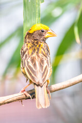 The streaked weaver (Ploceus manyar) is a species of weaver bird found in South Asia and South-east Asia