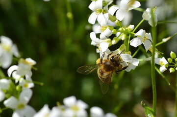 Biene auf Gänsekresse-Blüten - 778435133