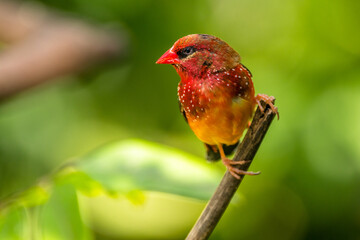 The red avadavat, red munia or strawberry finch, is a sparrow-sized bird of the family Estrildidae....