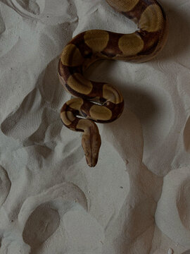 A snake crawls on the sand