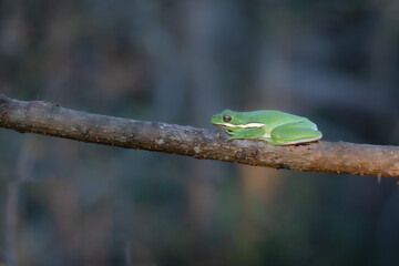 A green tree frog in a Texas forest.