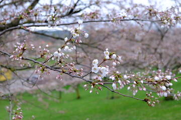 Blossoms of tranquility: embracing sakura's fragrant beauty